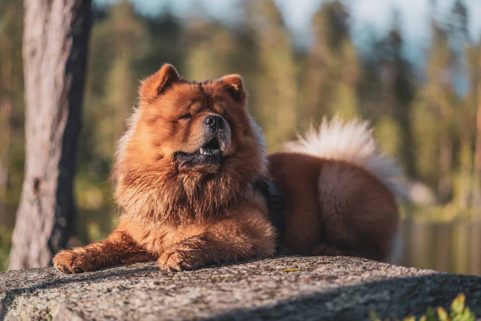 A chow chow lying on a stone in the woods