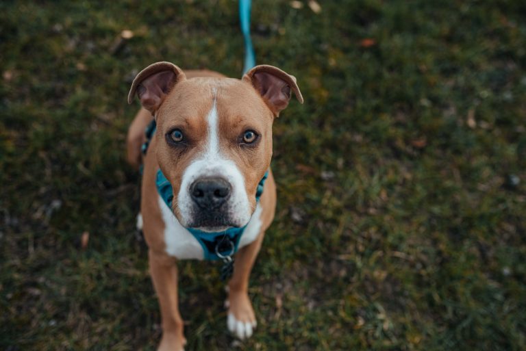 pitbull dog standing on the grass