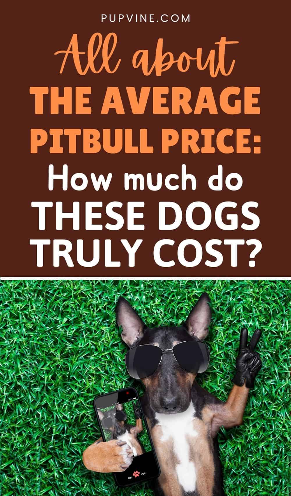 All About The Average Pitbull Price How Much Do These Dogs Truly Cost