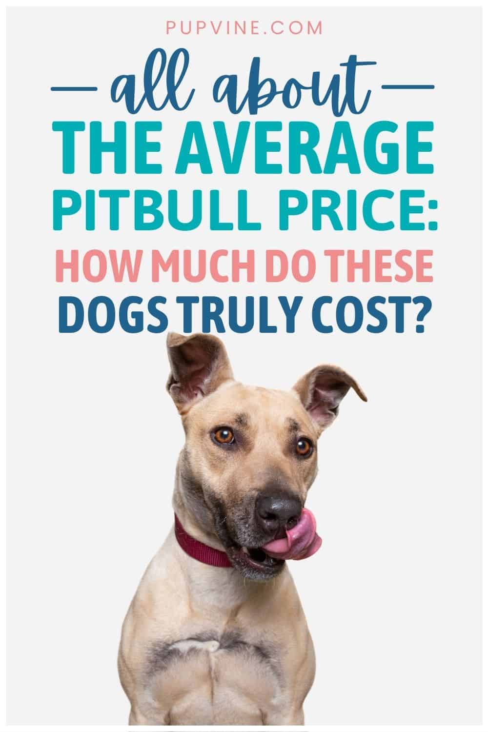 All About The Average Pitbull Price: How Much Do These Dogs Truly Cost?
