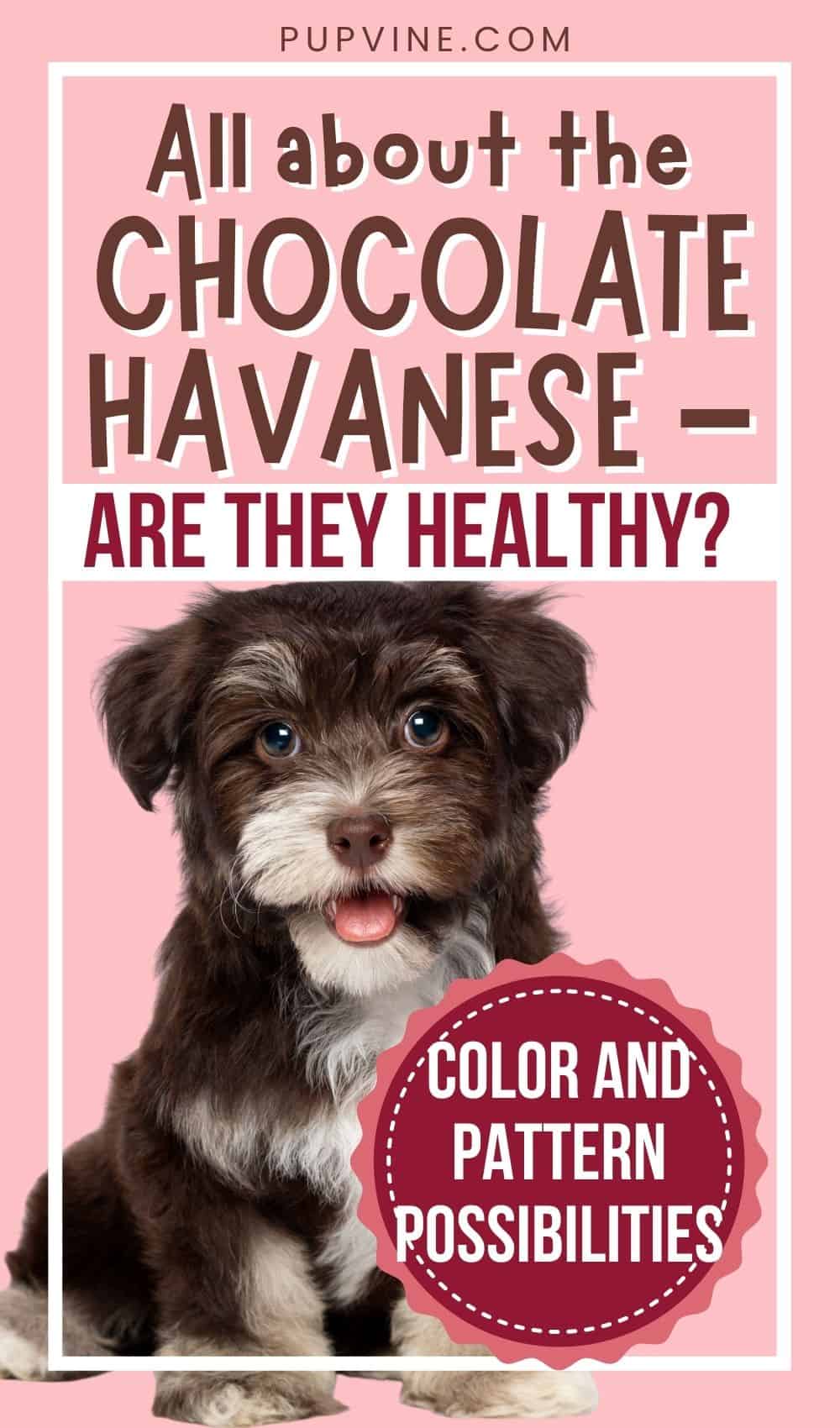 All About The Chocolate Havanese – Are They Healthy? Color And Pattern Possibilities
