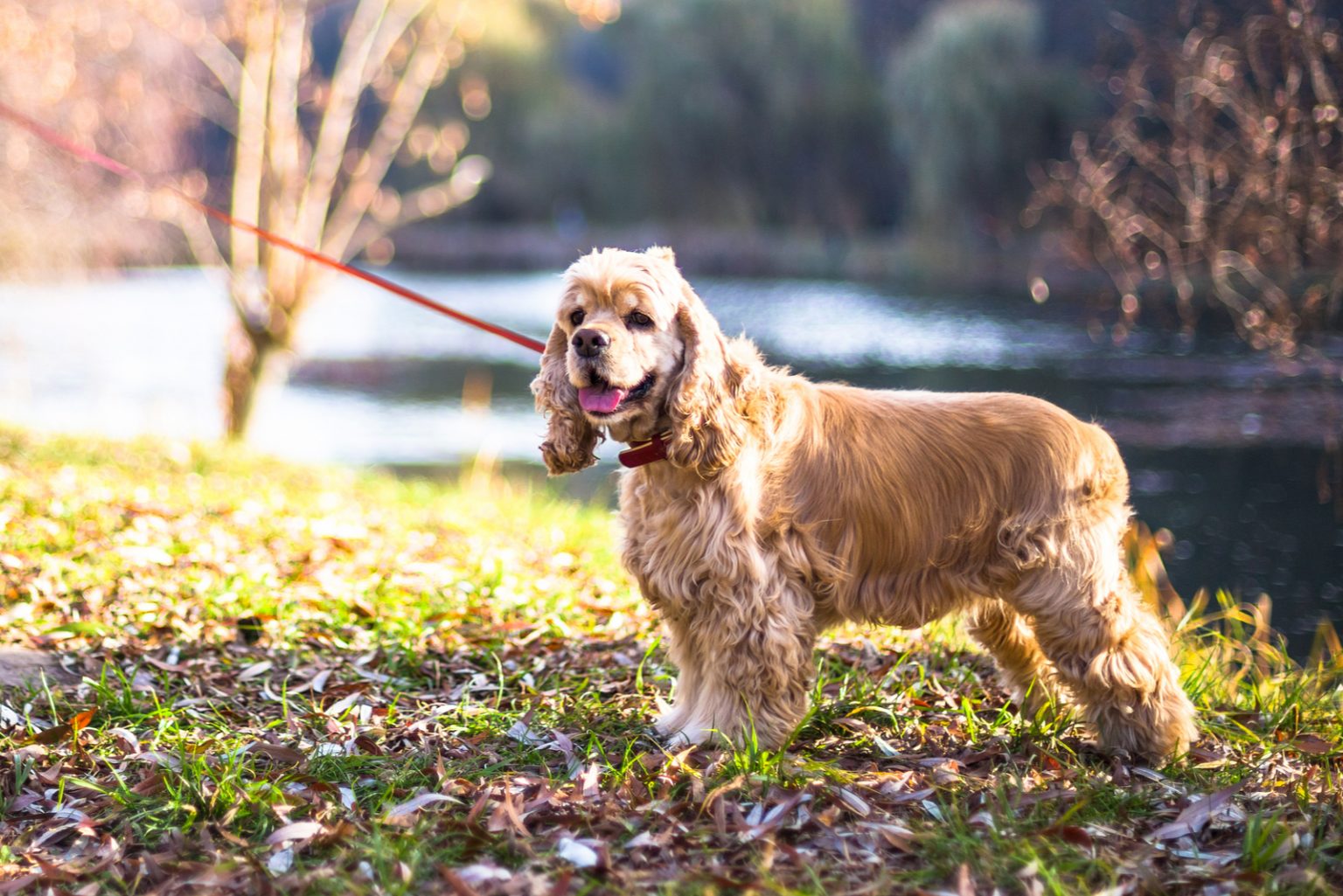 English Vs. American Cocker Spaniel What