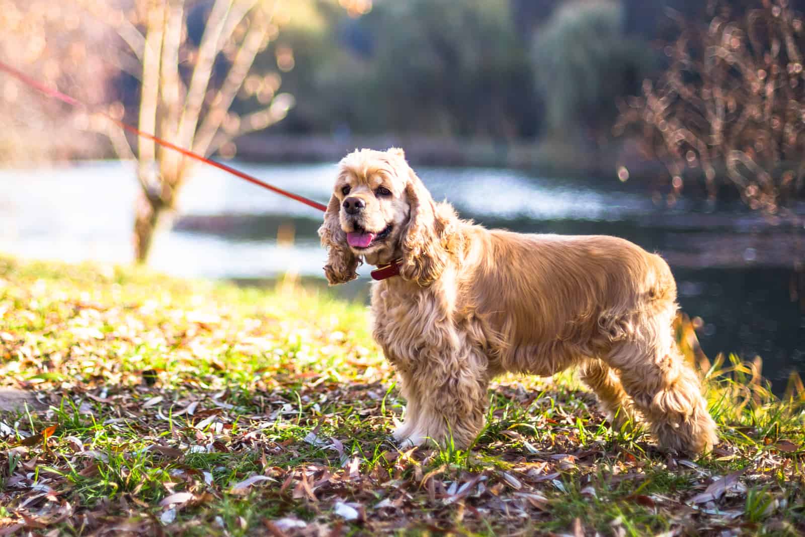 American Cocker Spaniel standing near lake