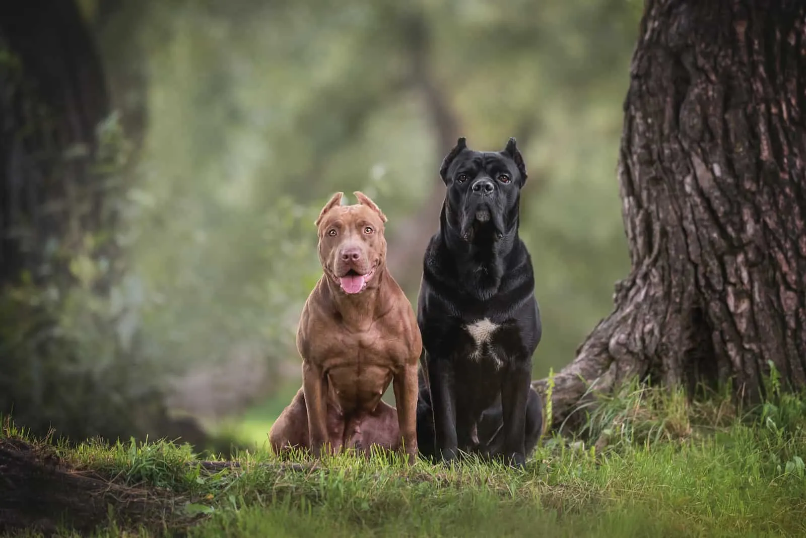 American Pit Bull Terrier and Cane Corso sitting on green grass
