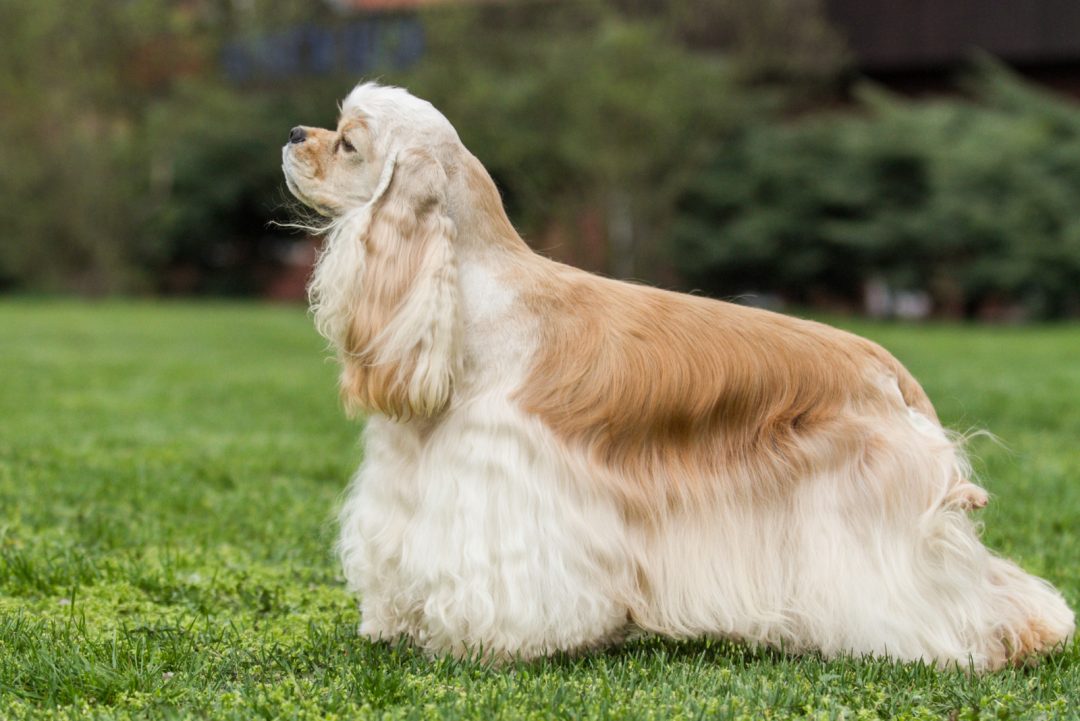 English Vs. American Cocker Spaniel How Different Are They?
