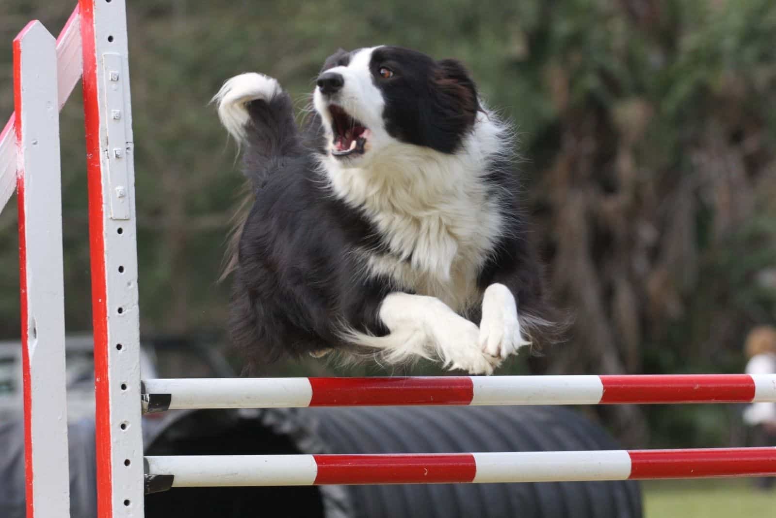 black and white border collie jumping over the hurdle in the field