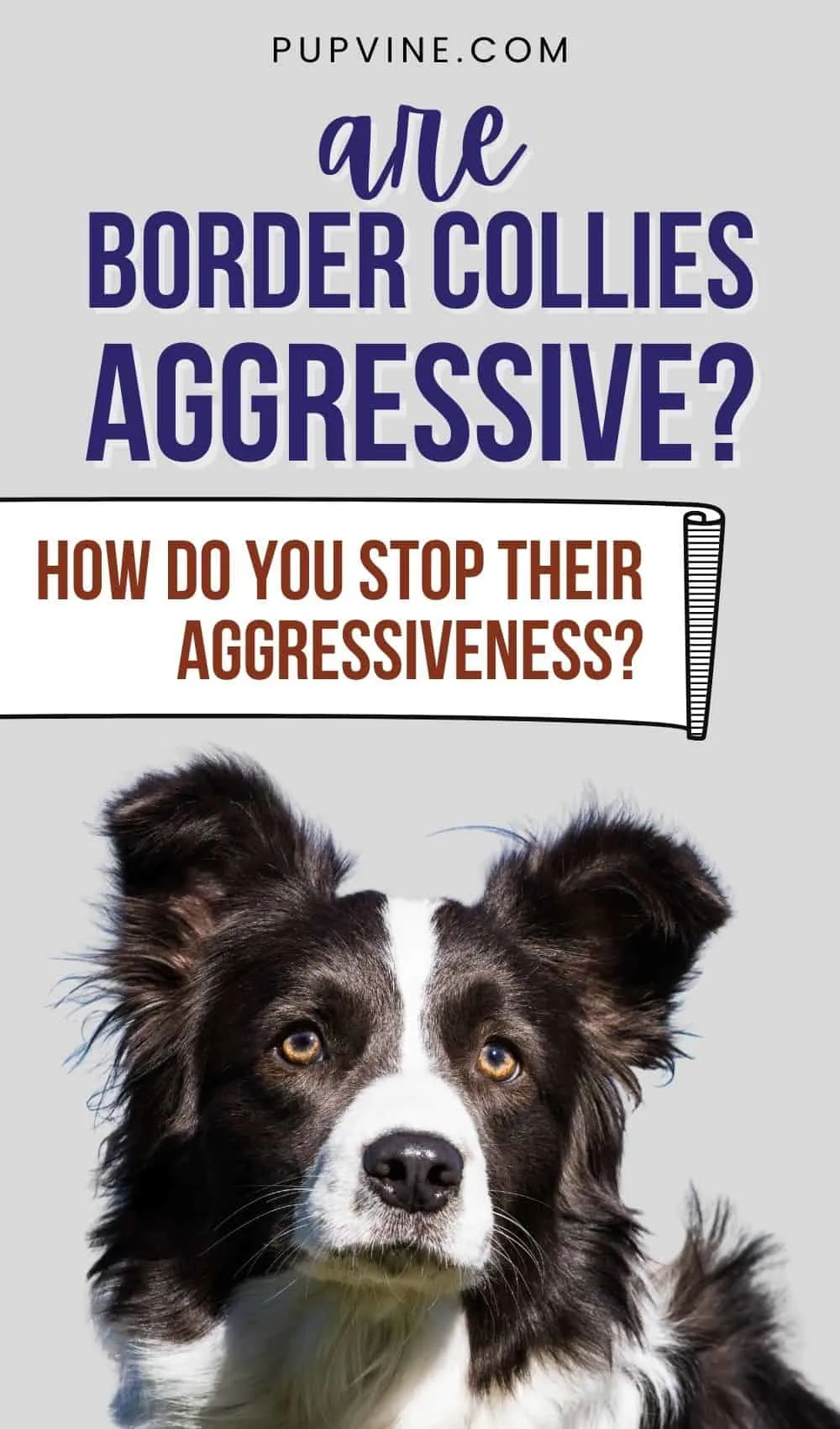 Are Border Collies Aggressive? How Do You Stop Their Aggressiveness?