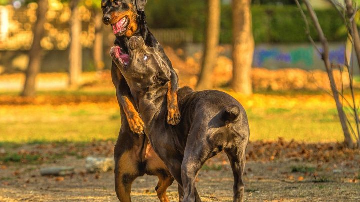 Are Cane Corsos Aggressive? The Story Behind This Dog Breed