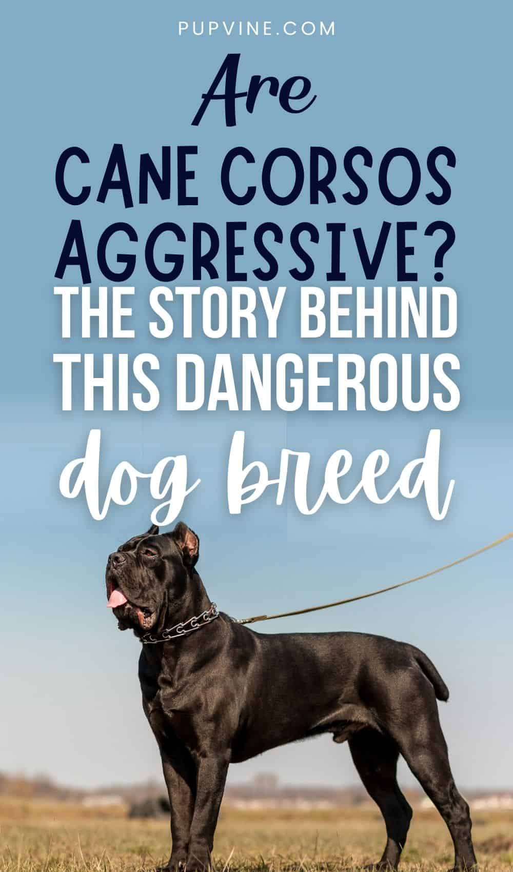 are cane corsos aggressive or dangerous dogs