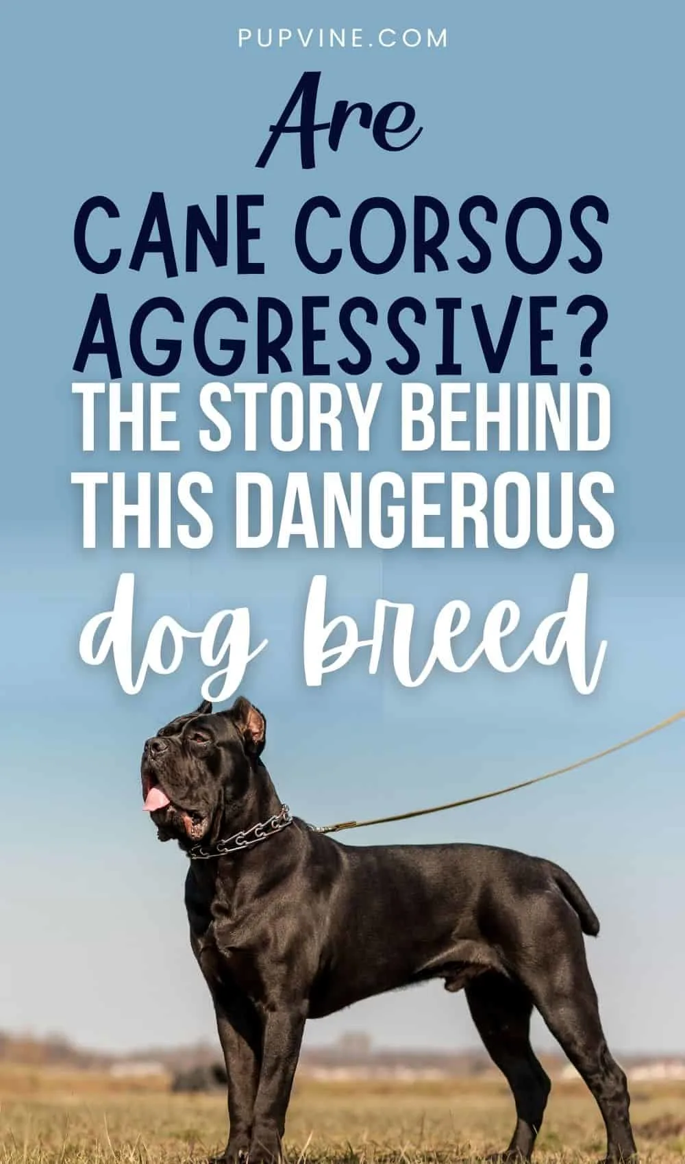 Are Cane Corsos Aggressive? The Story Behind This Dangerous Dog Breed