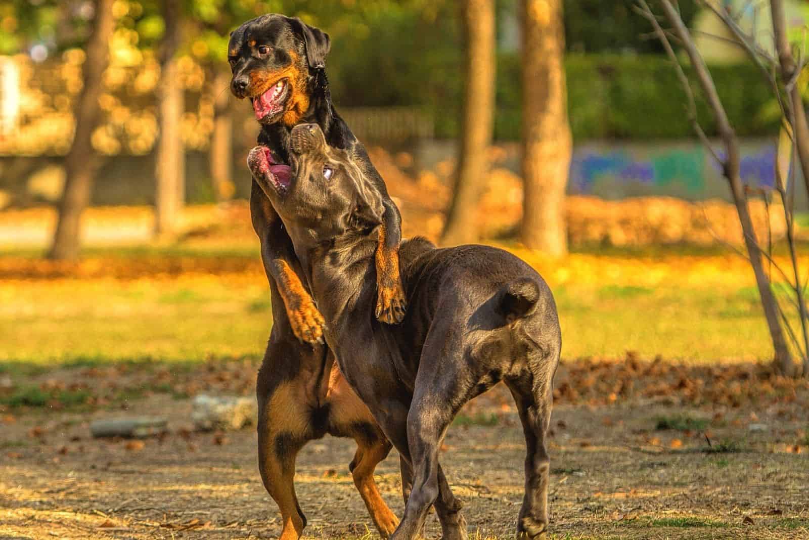 young and old cane corso fight and play in the autumn park