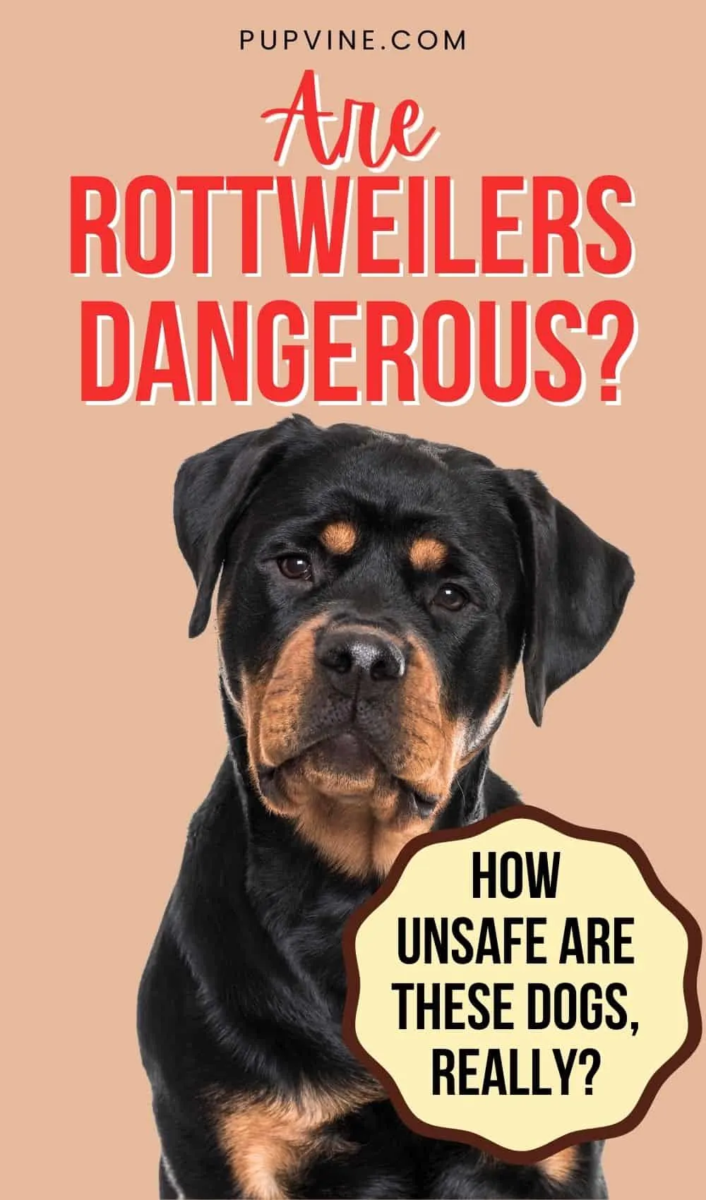Are Rottweilers Dangerous How Unsafe Are These Dogs, Really