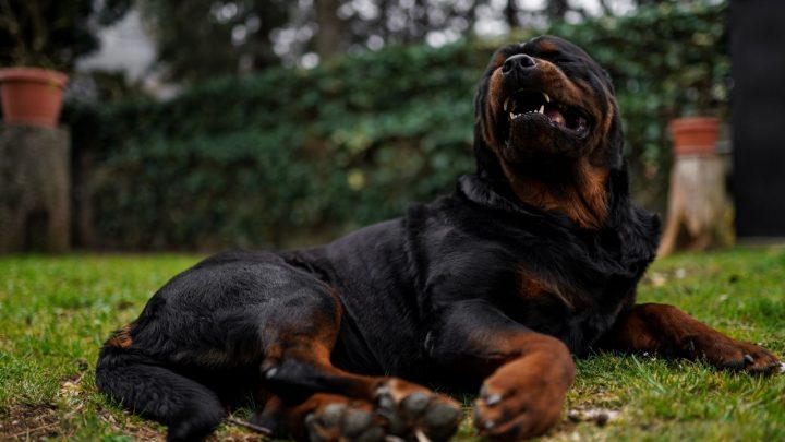 Are Rottweilers Dangerous? The Surprising Truth