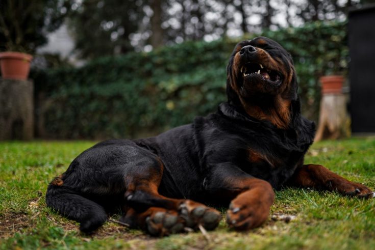 Are Rottweilers Dangerous? The Surprising Truth About Rotties