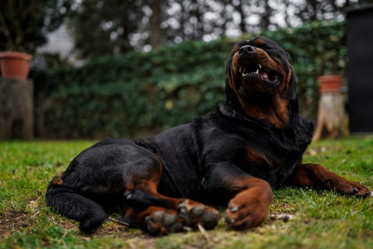 rottweiler dog laying in the garden showing his teeth