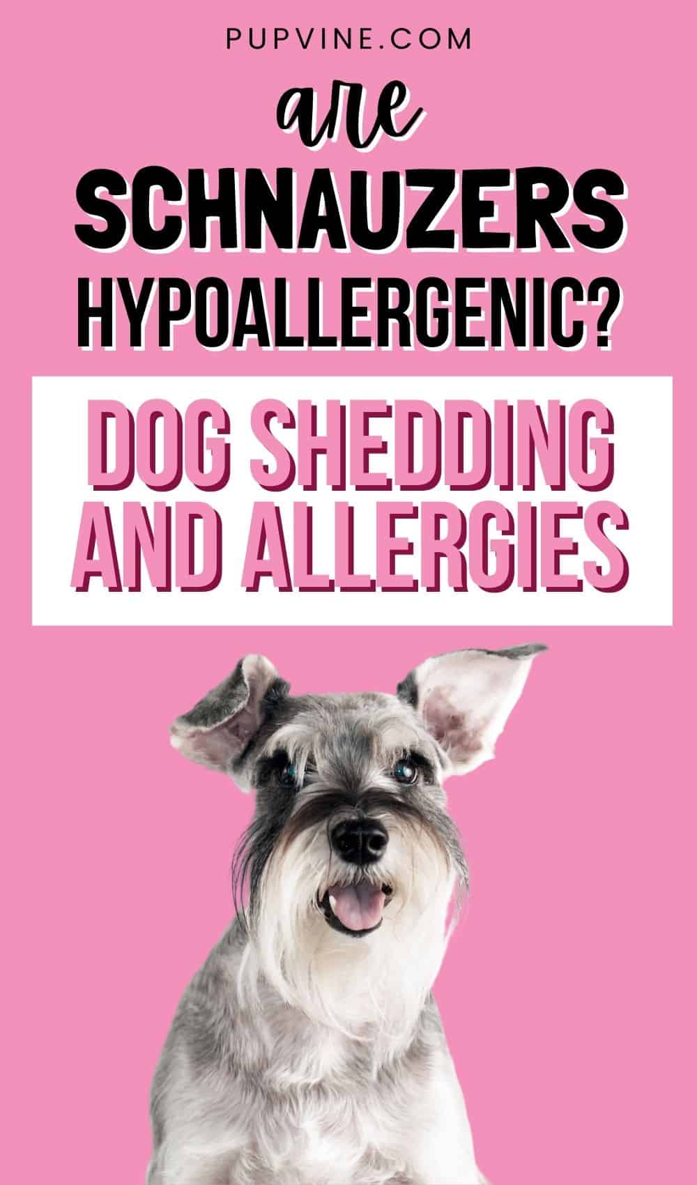 Are Schnauzers Hypoallergenic? Dog Shedding And Allergies