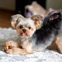 Yorkshire Terrier mini with a beautiful haircut it is fun to play with a toy on a light carpet in the room