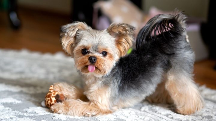 Are Yorkies Hypoallergenic? The Facts About Pet Allergies