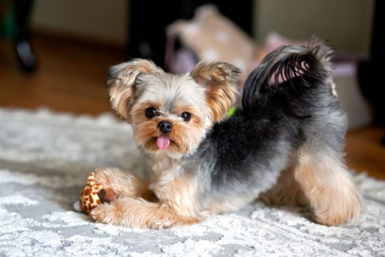 Yorkshire Terrier mini with a beautiful haircut it is fun to play with a toy on a light carpet in the room