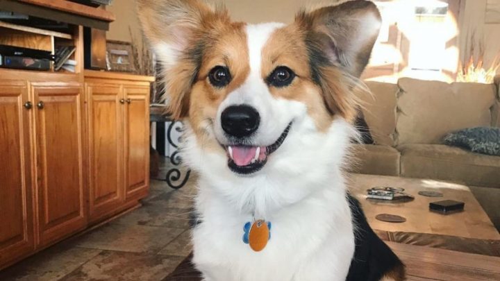Australian Shepherd Corgi Mix – The Ultimate Herding Dog