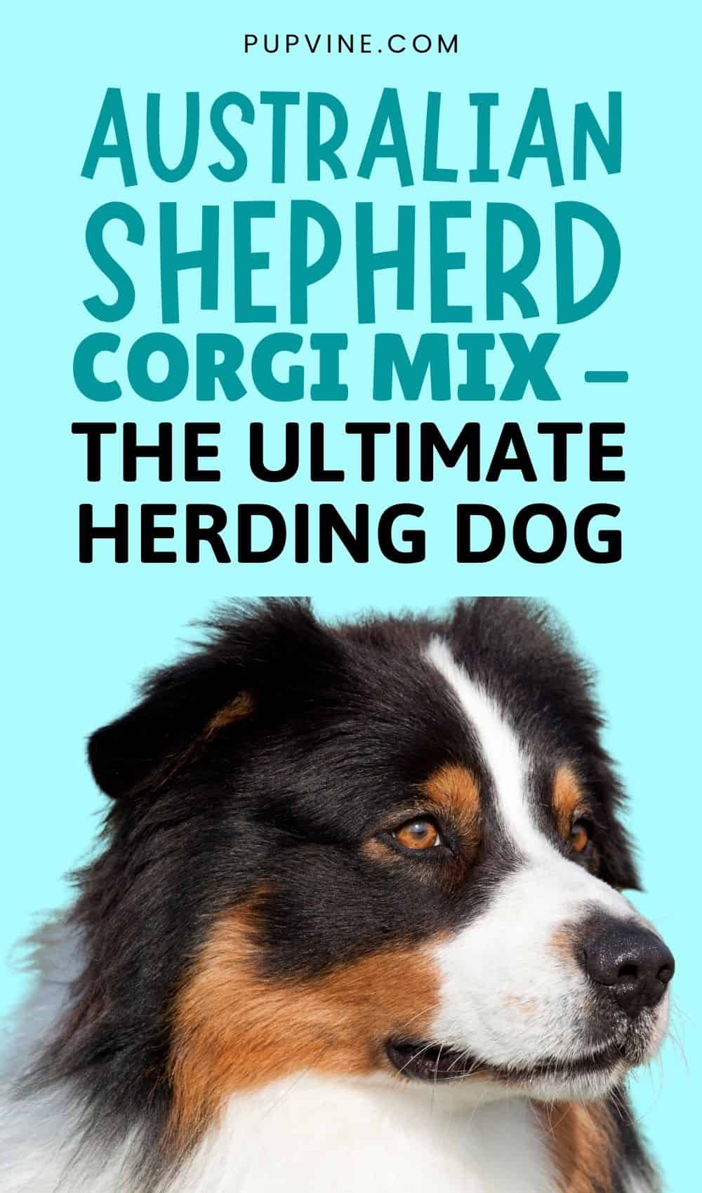 Australian Shepherd Corgi Mix - The Ultimate Herding Dog