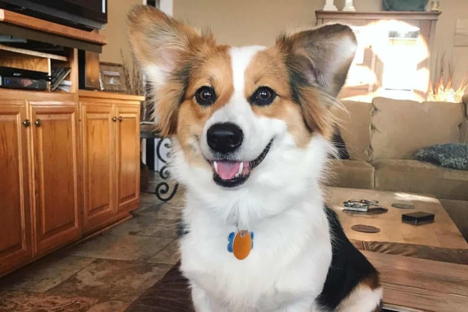 afslappet Tanzania Beskrivelse Australian Shepherd Corgi Mix - The Ultimate Herding Dog