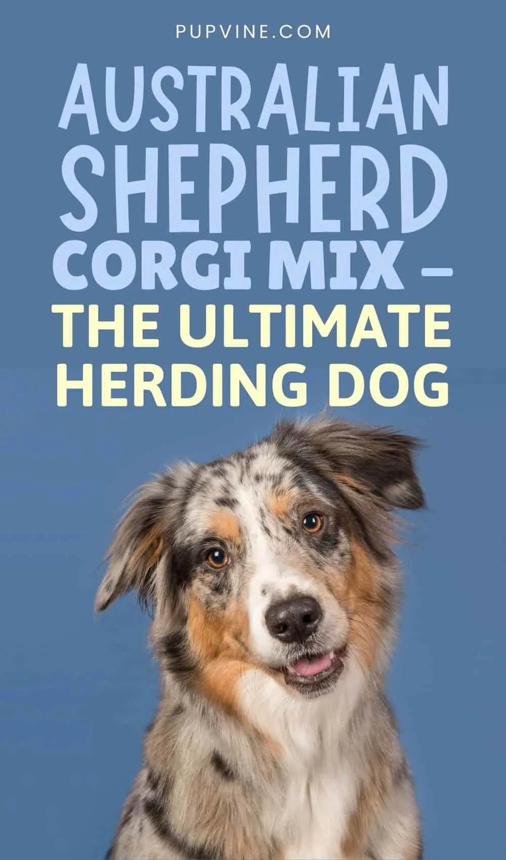 Australian Shepherd Corgi Mix - The Ultimate Herding Dog