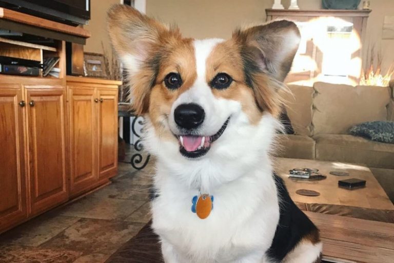 australian shepherd corgi mix dog inside the house smiling at the camera