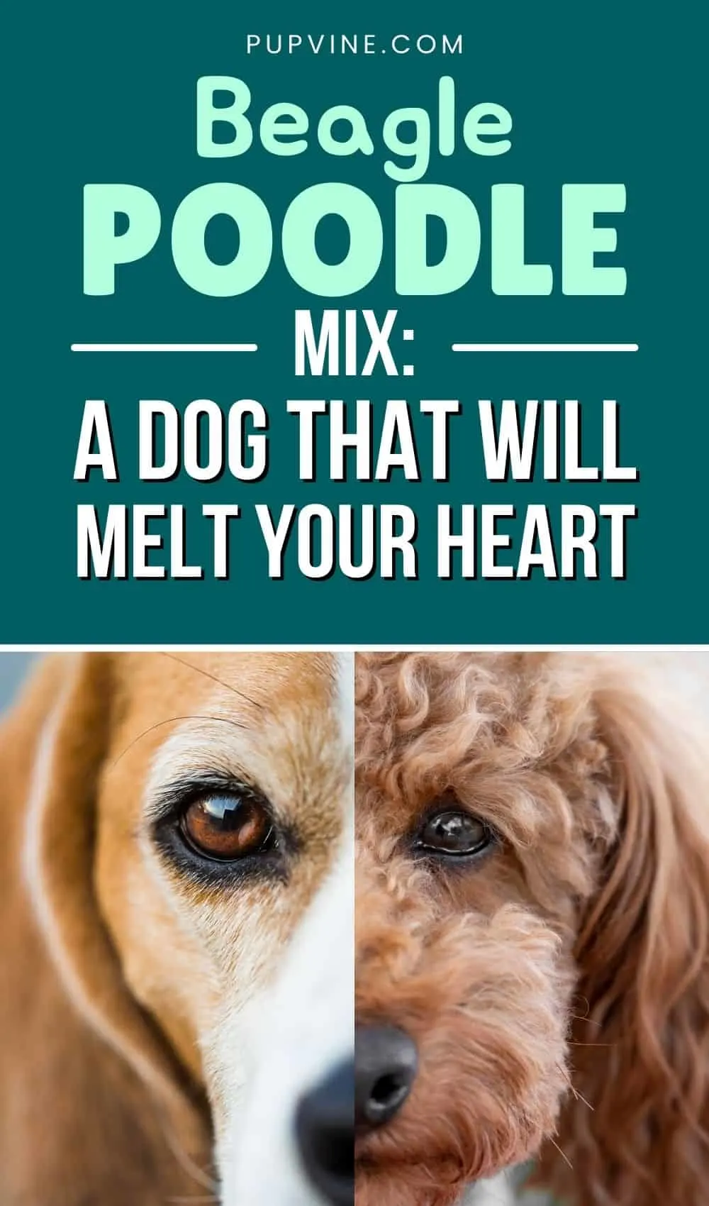 Beagle Poodle Mix A Dog That Will Melt Your Heart