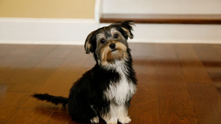 Beagle Yorkie Mix: Every Family Will Love This Hybrid