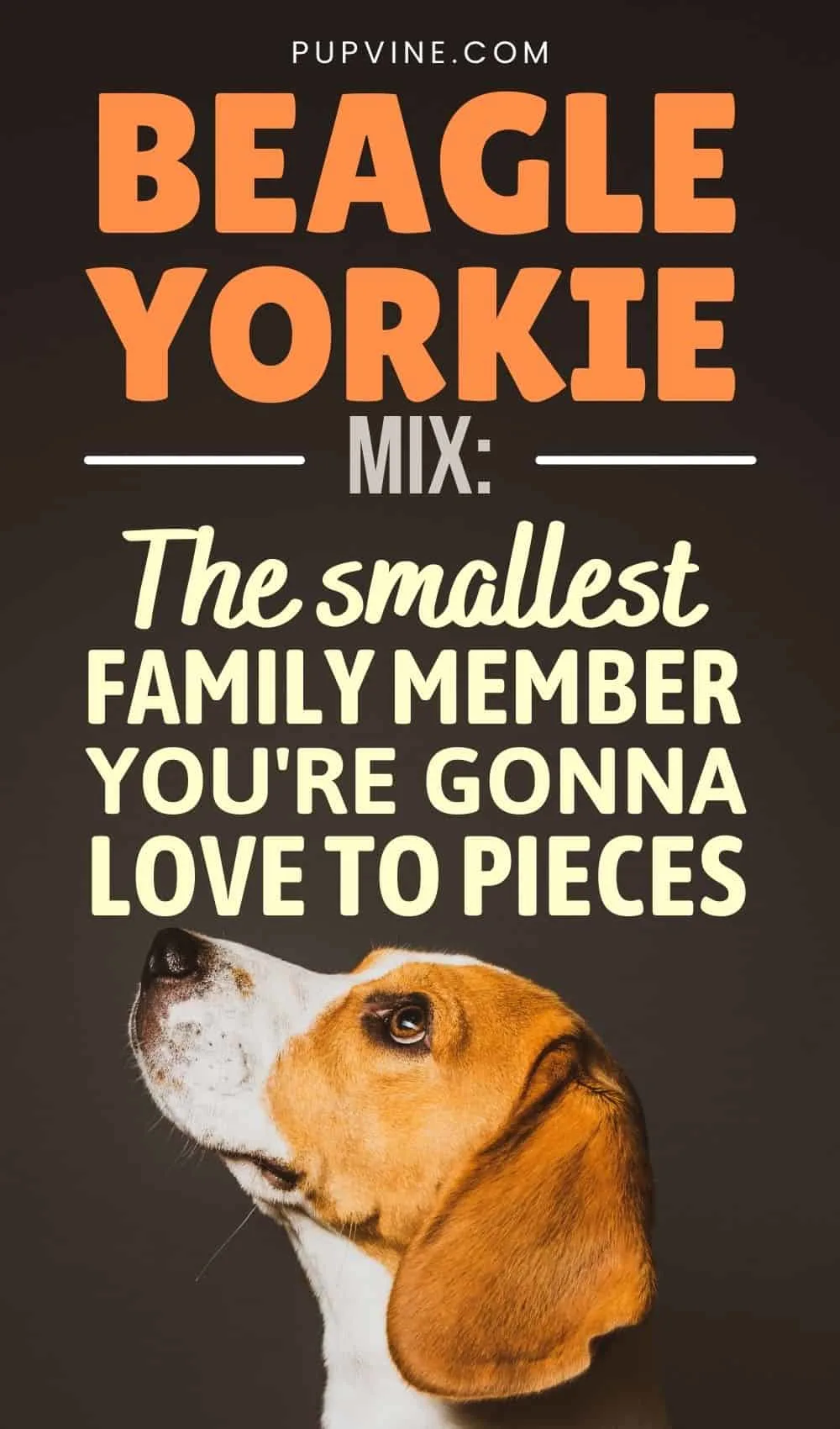 Beagle Yorkie Mix: The Smallest Family Member You're Gonna Love To Pieces