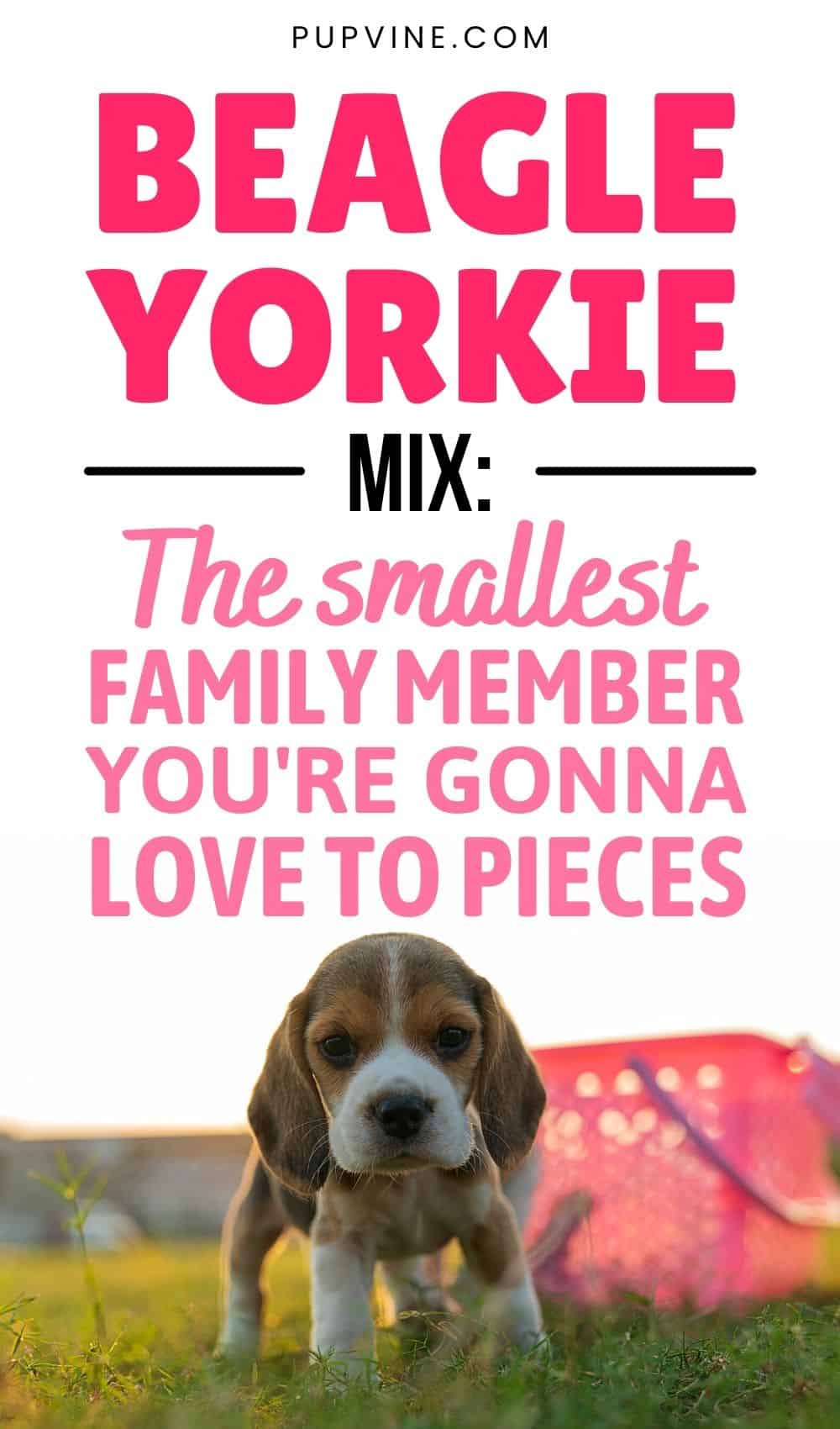 Beagle Yorkie Mix The Smallest Family Member You're Gonna Love To Pieces