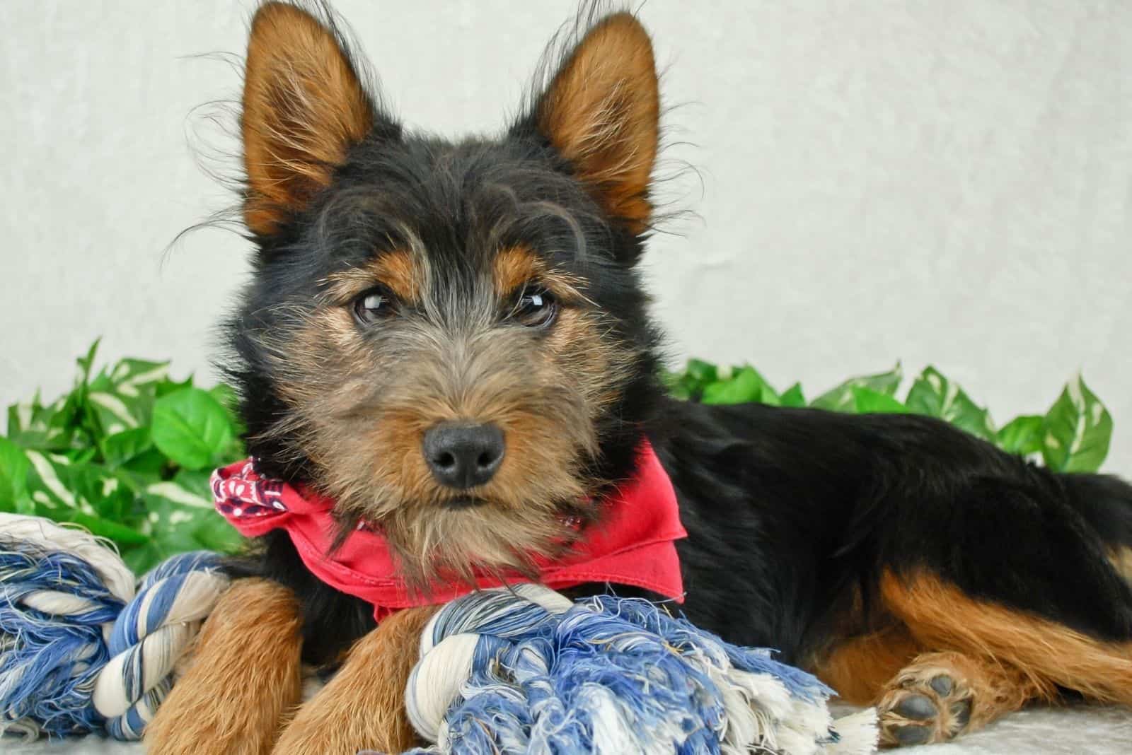 Beagle Yorkie Mix: The Smallest Family Member You're Gonna Love To Pieces