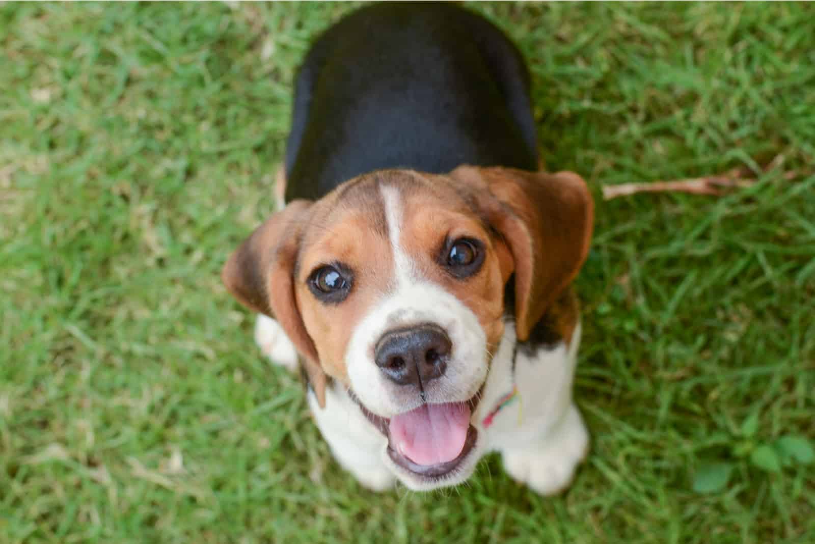 Beagle puppy sitting on green grass