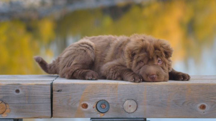 Bear Coat Shar-Pei: A Teddy Bear Dog That’s Right For You?
