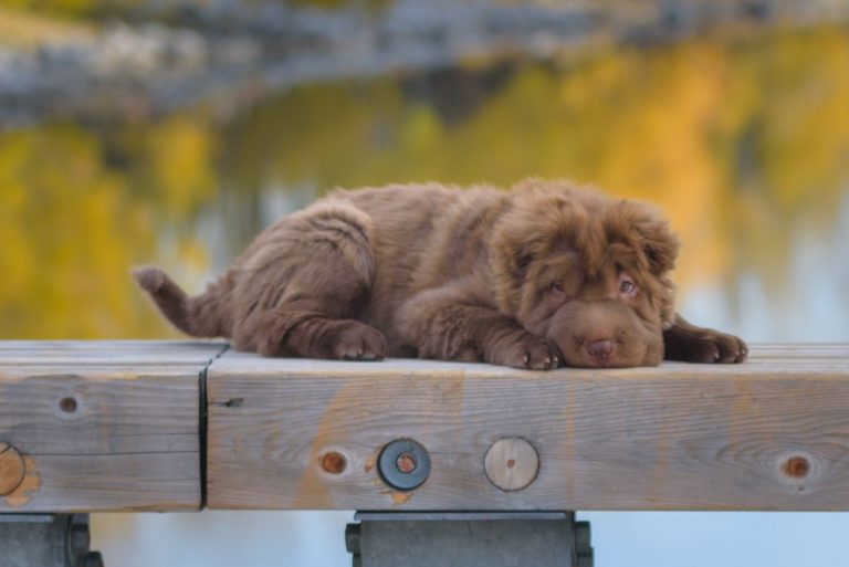 sharpei with a teddy bear coat puppy lying down in the bridge wood railings