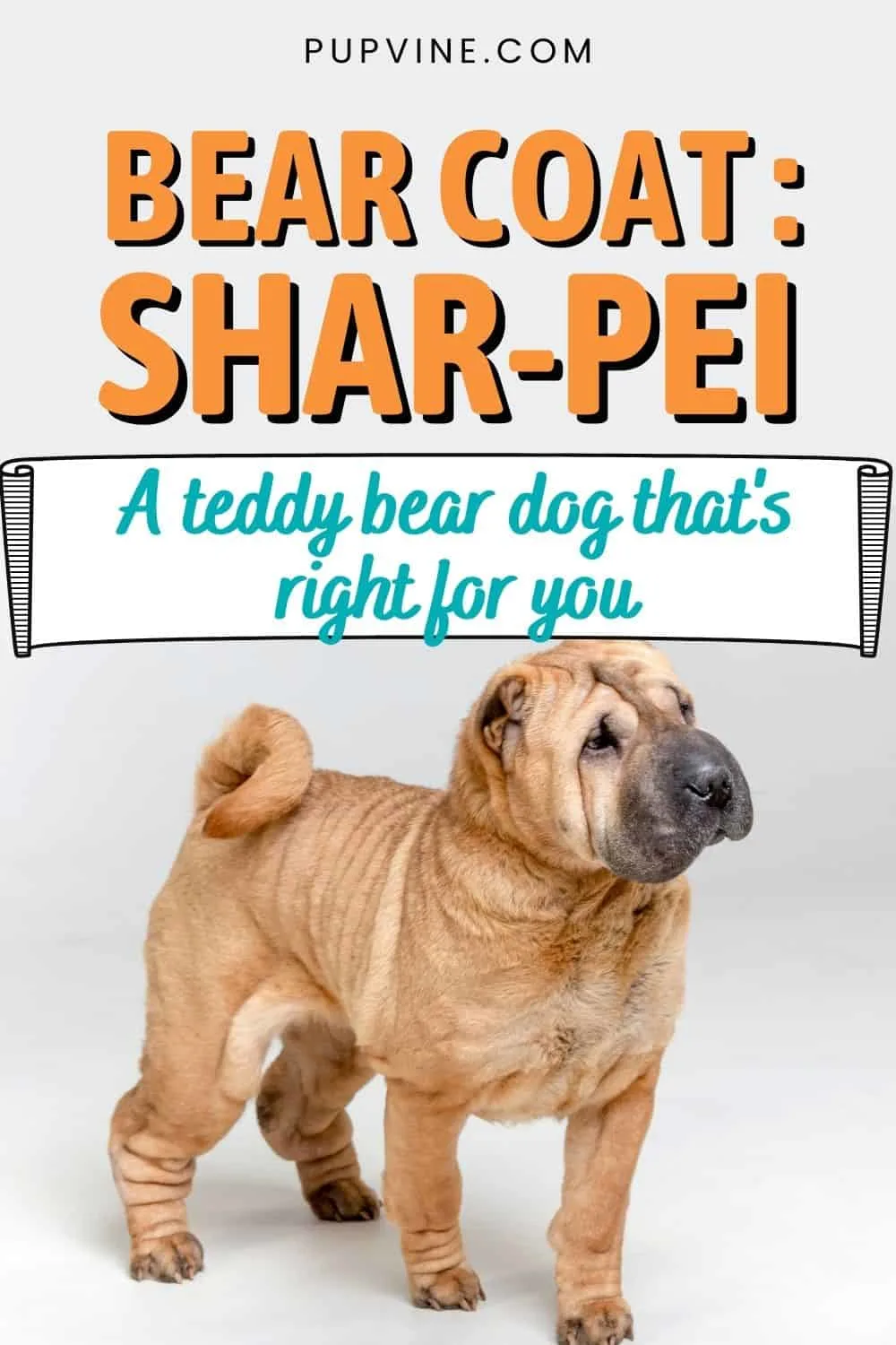 Bear Coat Shar-Pei A Teddy Bear Dog That's Right For You