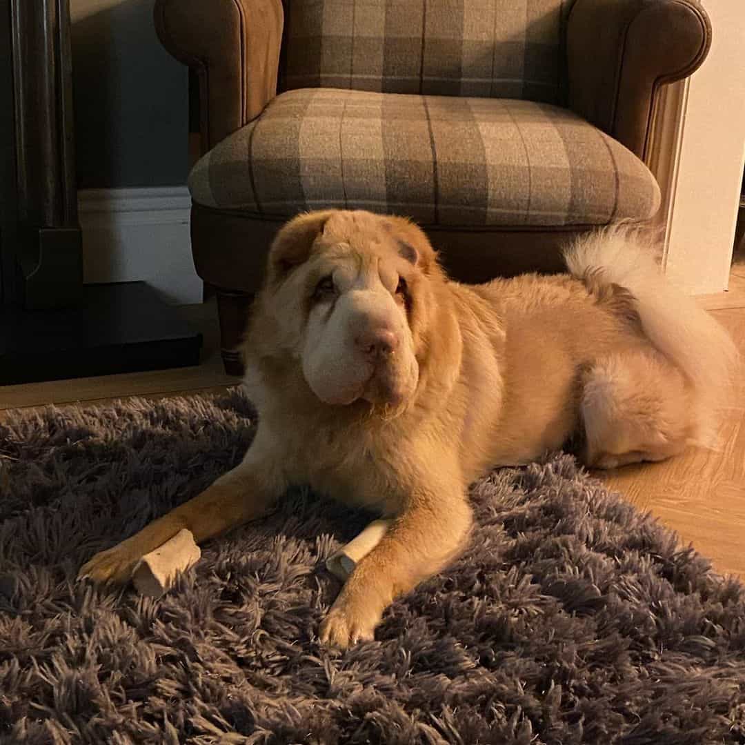 Bear Coat Shar-Pei at home