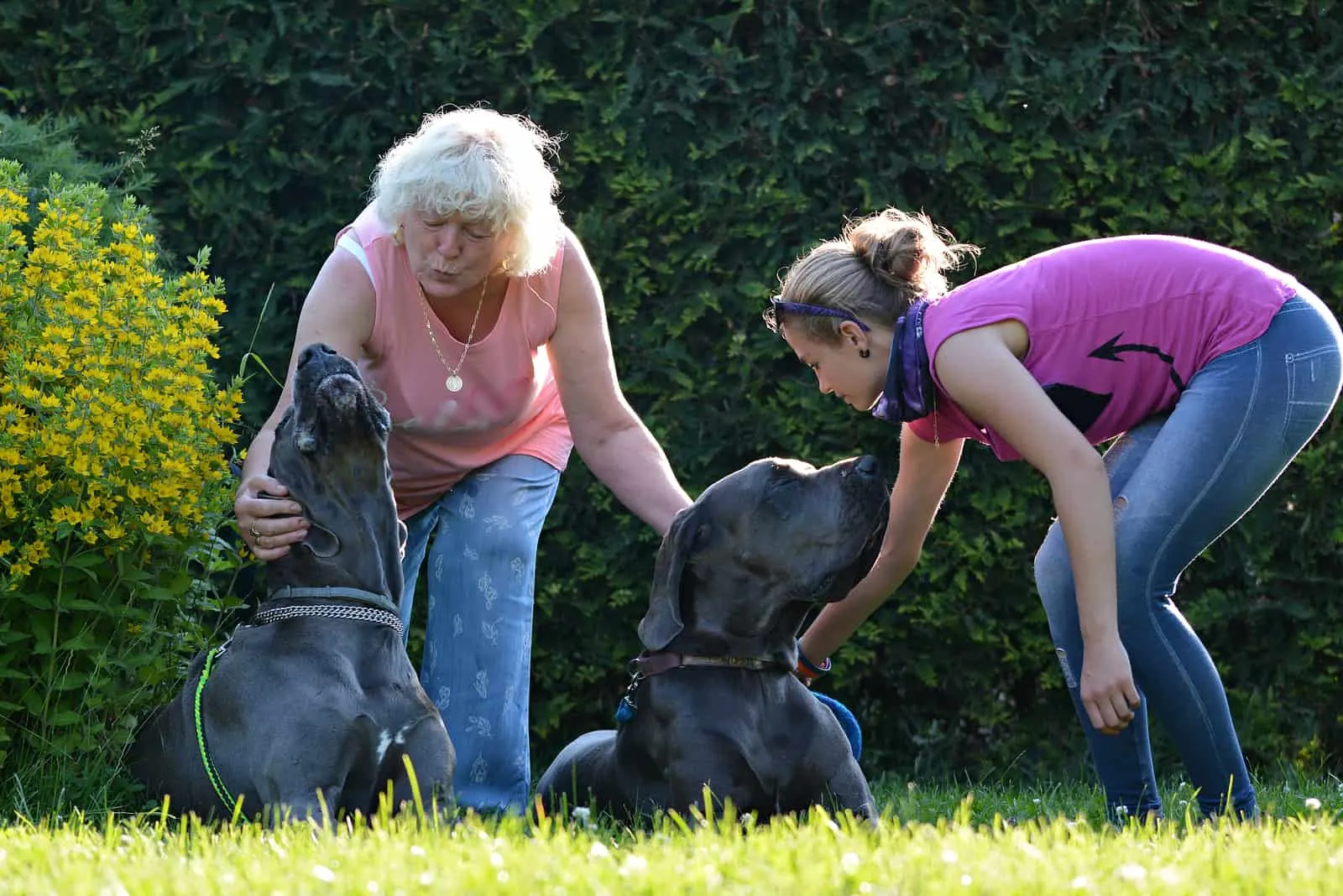 Beautiful Great Dane dogs outdoors in a meadow