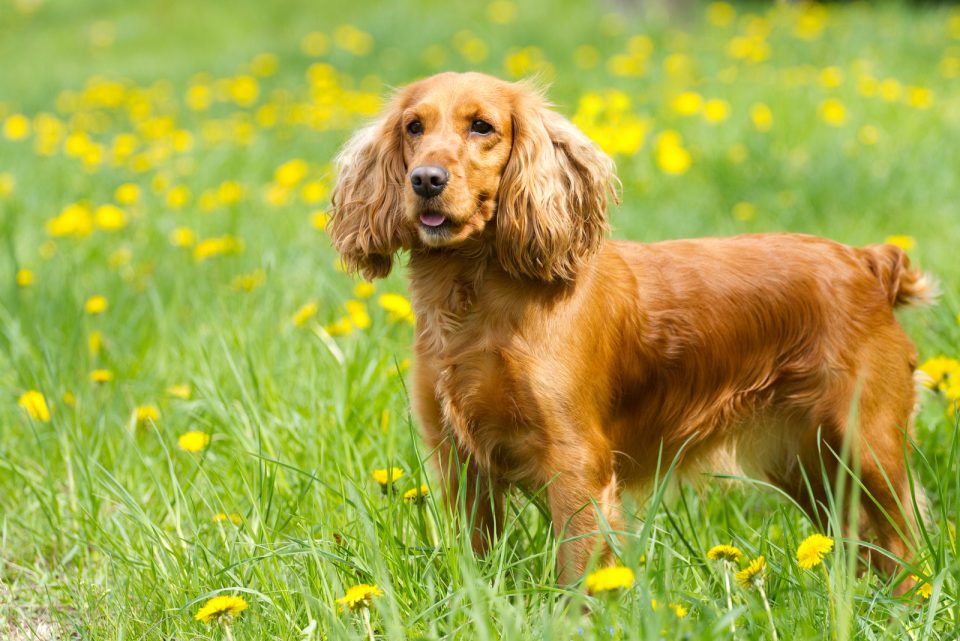 English Vs. American Cocker Spaniel What's The Difference?