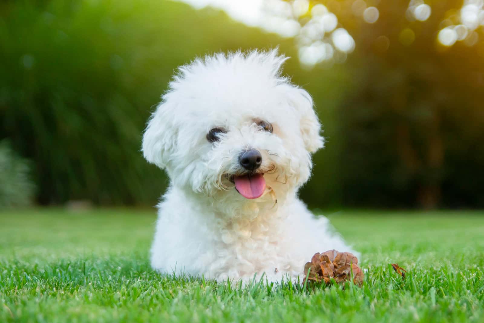 Bichon Frise dog lying on the grass with its tongue out