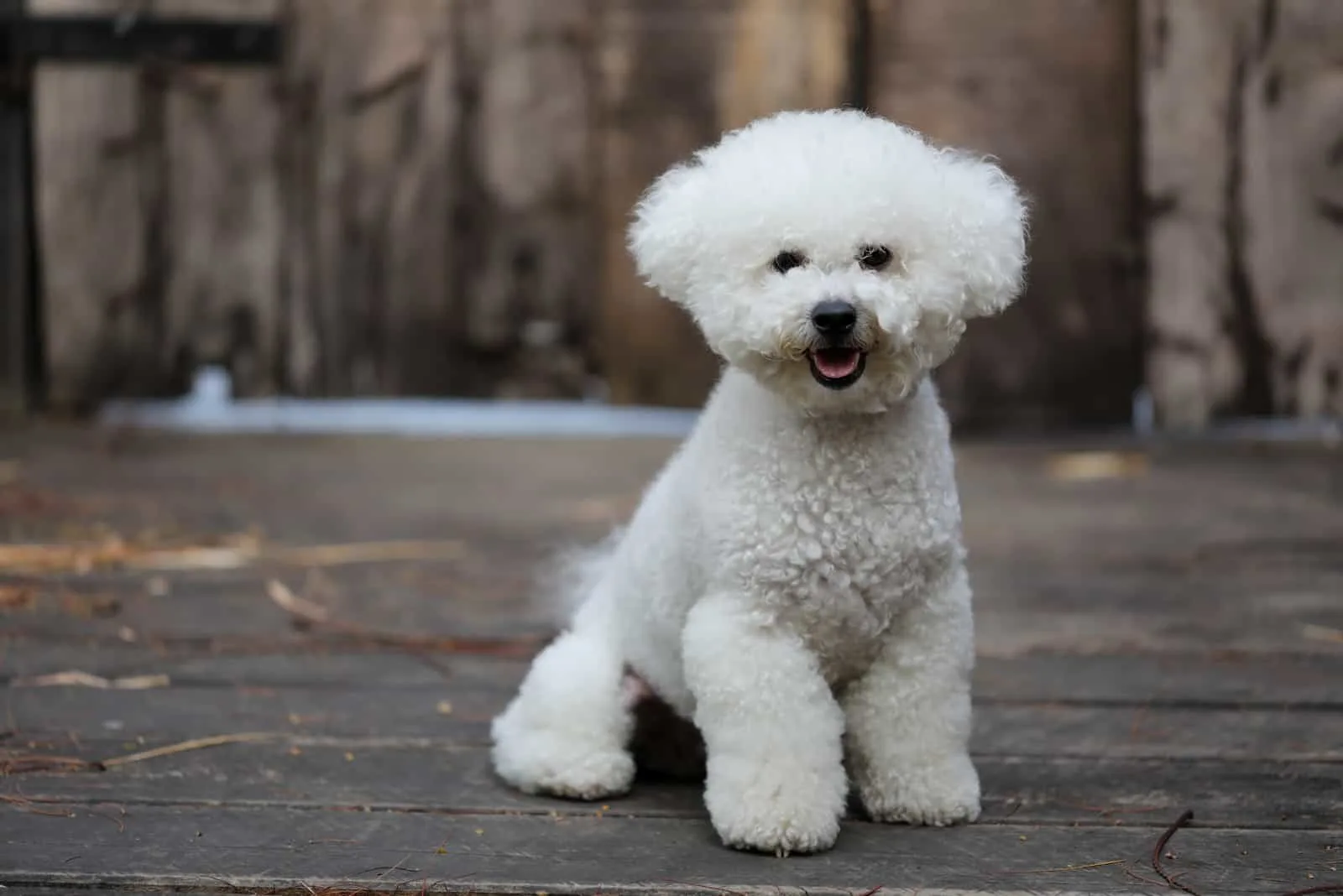 Bichon Frise dog with a white fluffy coat