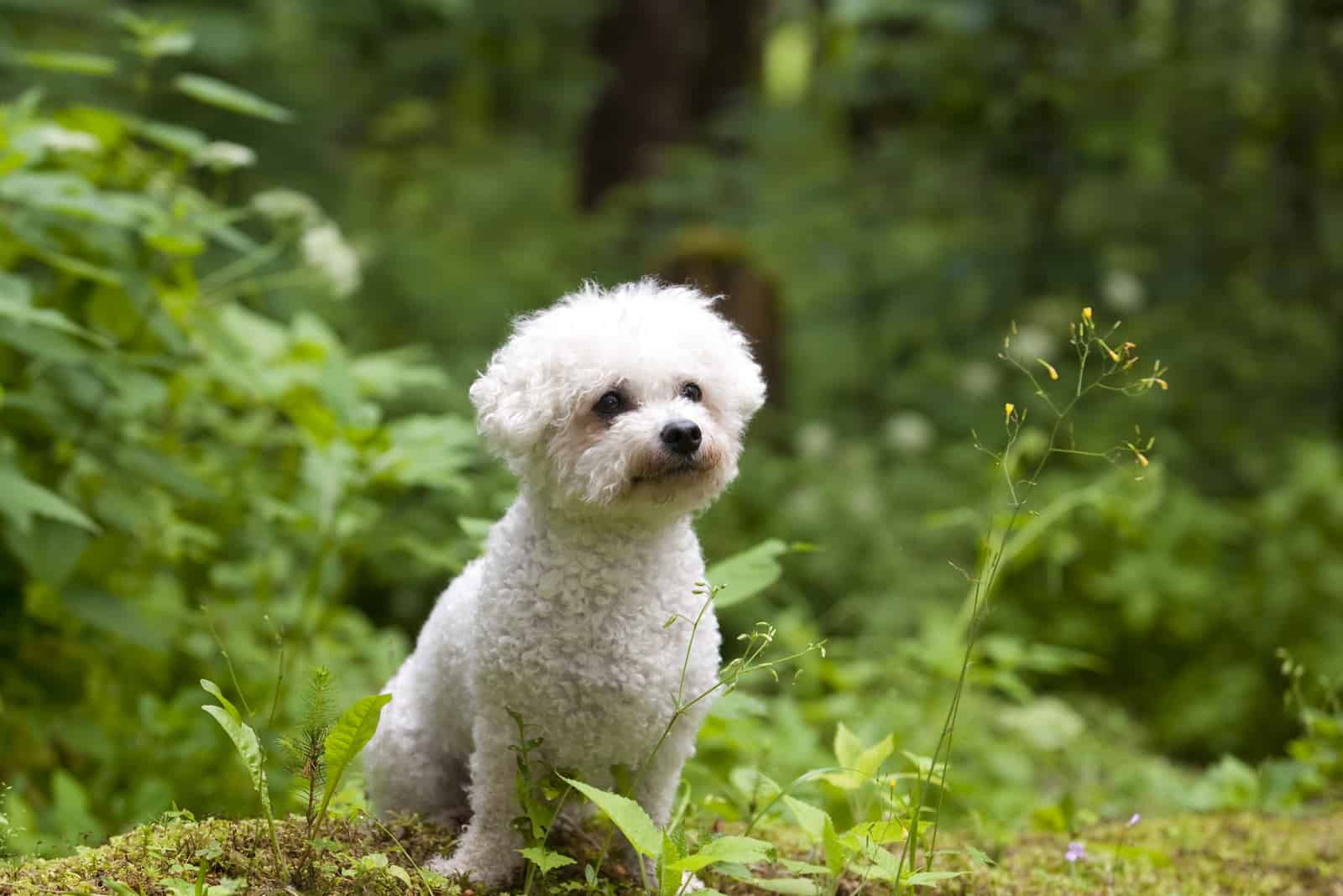 Bichon Frise female with beautiful expression