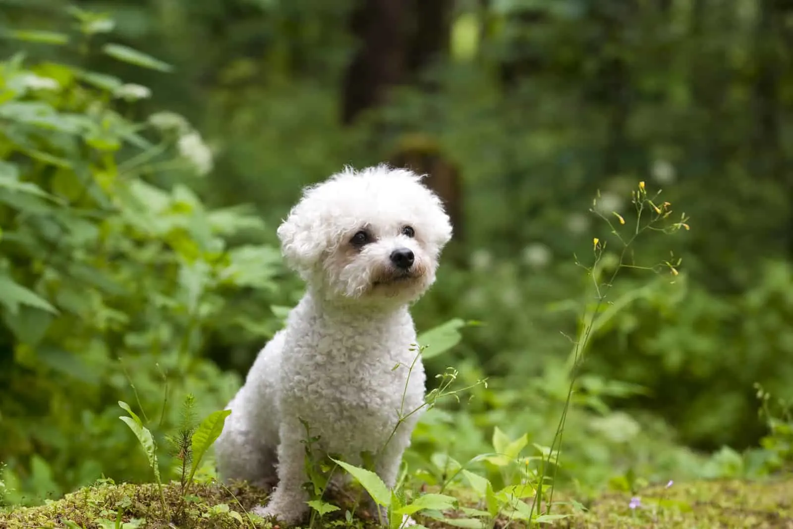 Bichon Frise female with beautiful expression