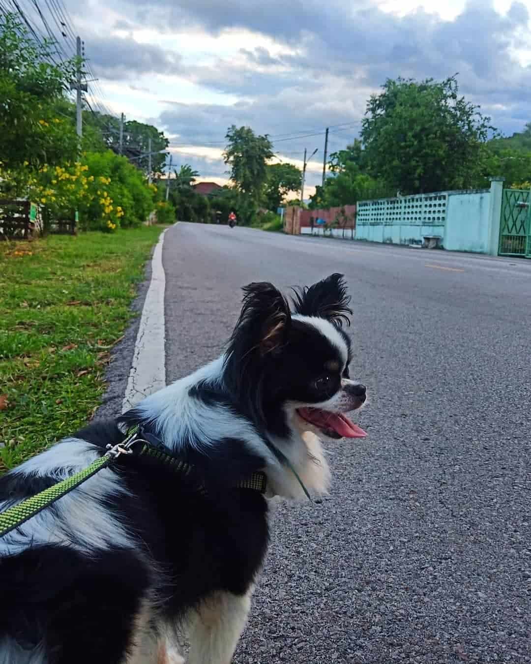 Black And White Chihuahua outdoors