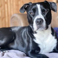 Black And White Pitbull sitting