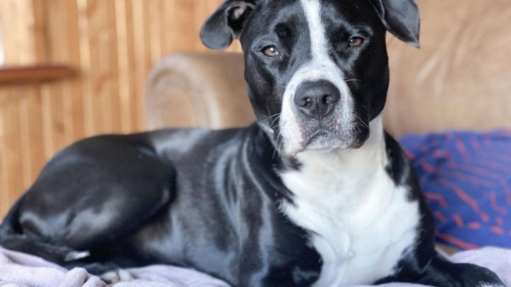 Black And White Pitbull: A Sweetheart That Breaks Stereotypes