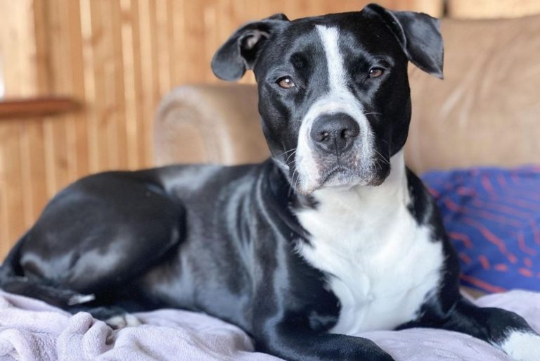 Black And White Pitbull sitting