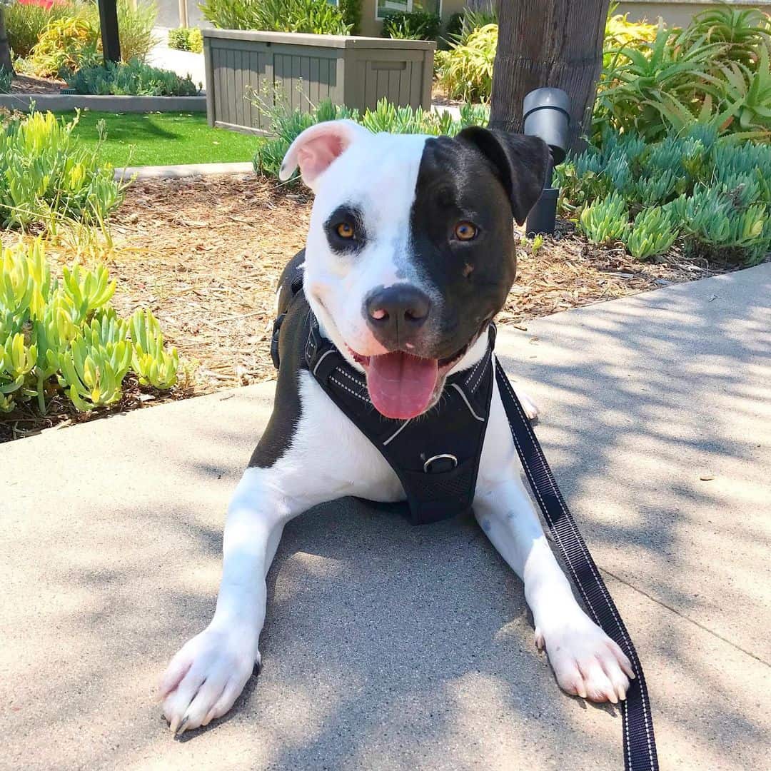 Black And White Pitbull lying outdoors