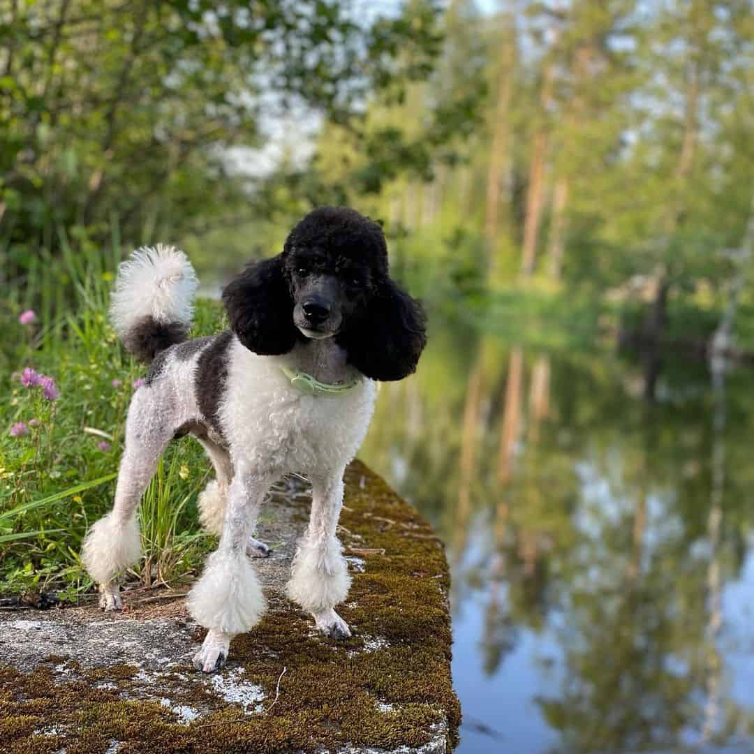 beautiful Black And White Poodle